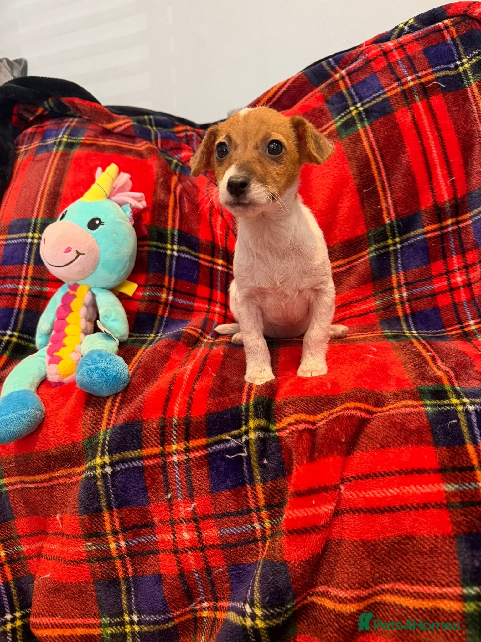Jack Russell dogs Stunning Jack Russel pups ready to go  - Advert 2