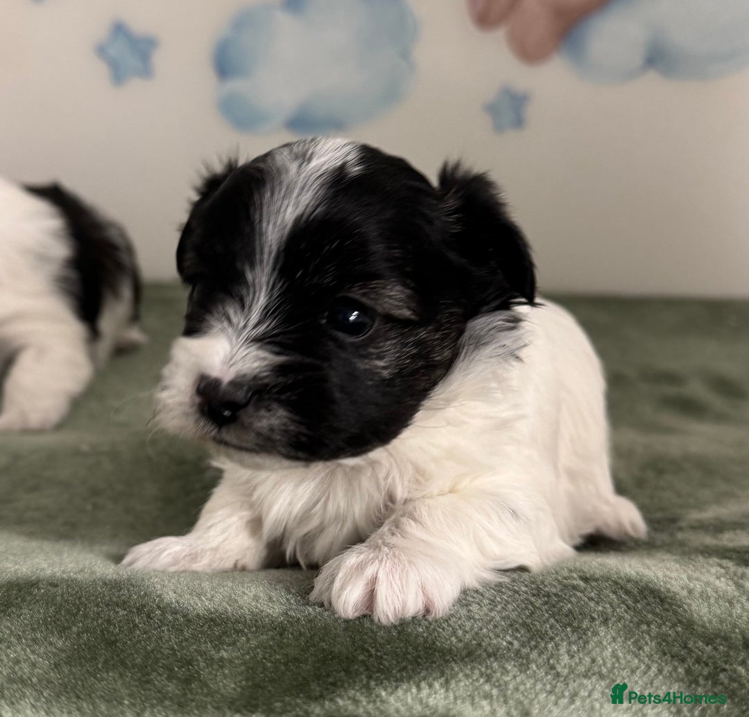 Mixed Breed dogs for sale: Tiny Terrier mix puppies  - Advert 15
