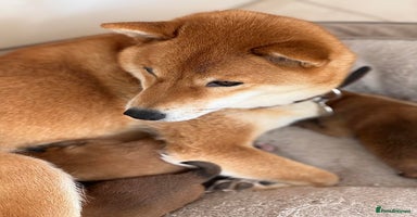 Japanese Shiba Inu dogs - Advert 1