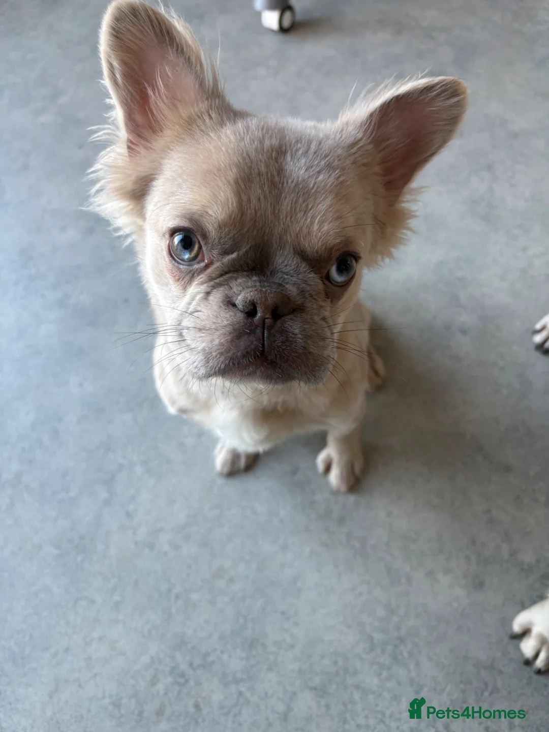 French Bulldog dogs for sale: Fluffy frenchie  in Gainsborough - Advert 9