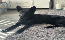 Belgian Shepherd Dog dogs for sale: Luna Belgian Shepherd Dog - Image 4