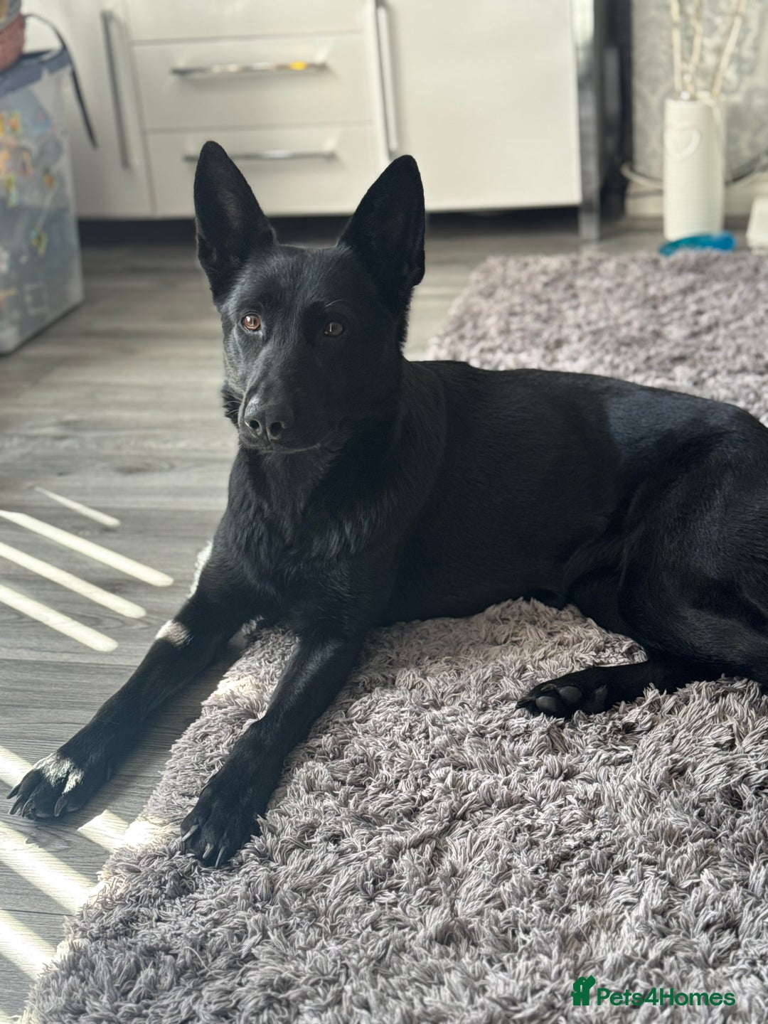 Belgian Shepherd Dog dogs for sale: Luna Belgian Shepherd Dog - Image 4