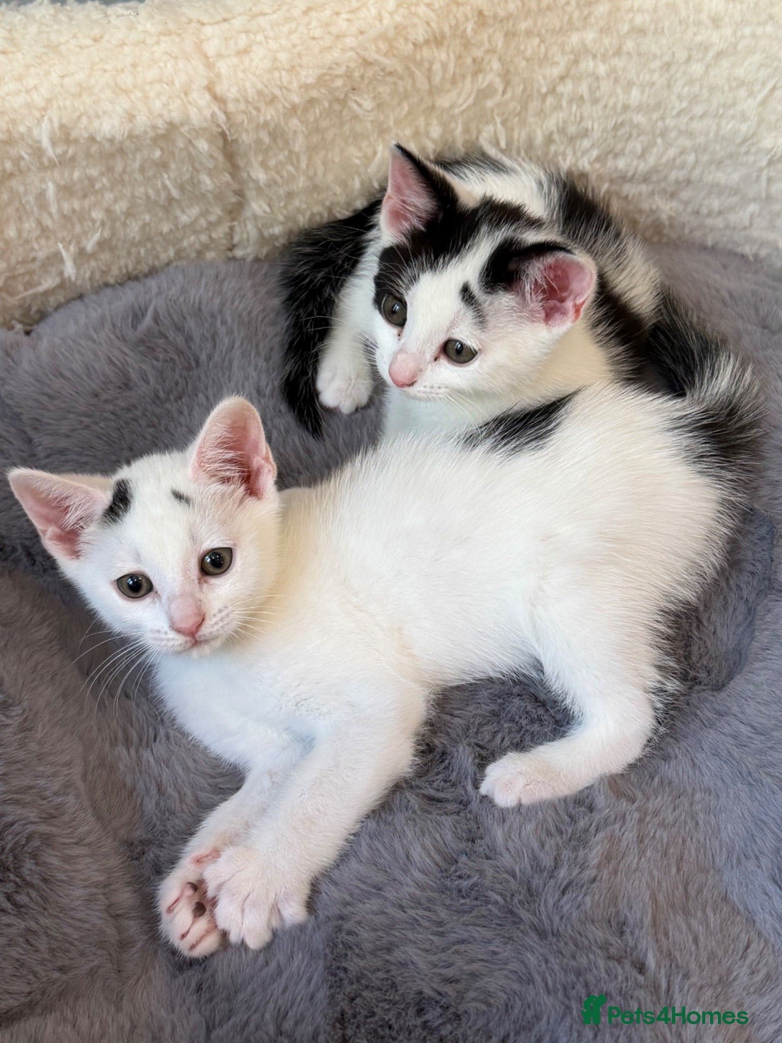 Mixed Breed cats MixedBreed Kittens Looking for Loving Homes - Advert 1