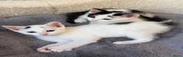 Mixed Breed cats for sale: MixedBreed Kittens Looking for Loving Homes - Advert 1