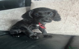 Cocker Spaniel dogs for sale: KC Working Cocker Spaniels available now - Image 5