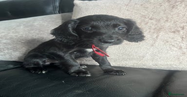 Cocker Spaniel dogs - Advert 12
