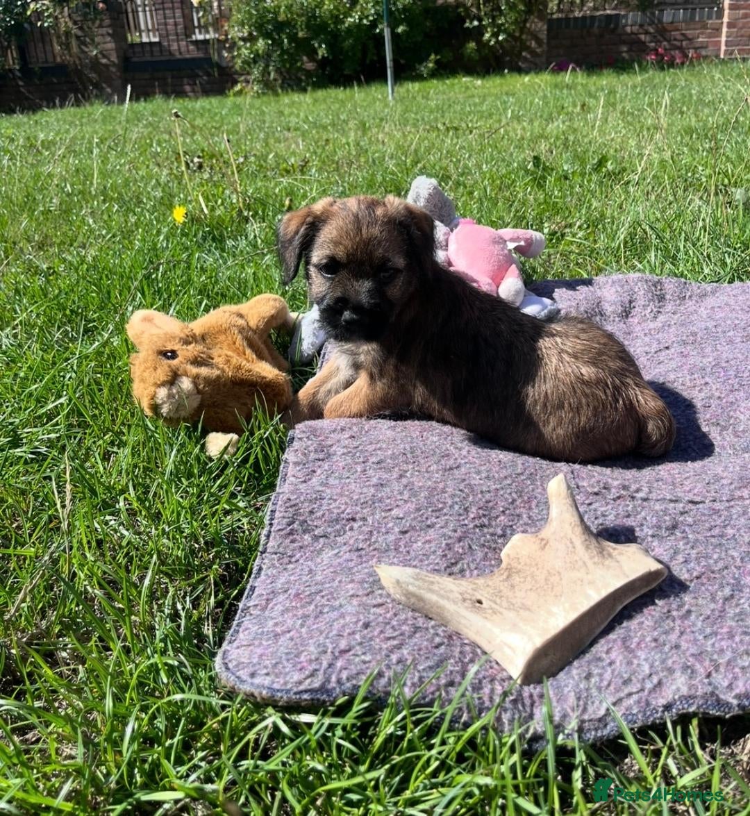 Border Terrier dogs PEIDGREE BORDER TERRIER PUPPIES - Advert 2