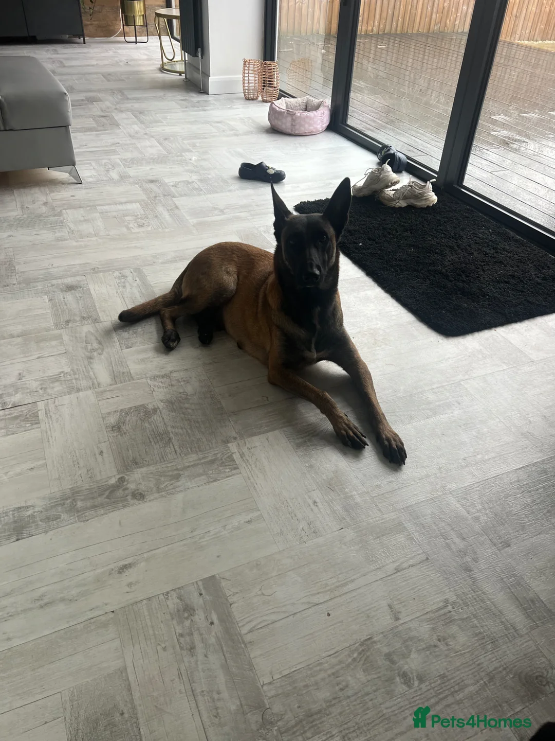 Belgian Shepherd Dog dogs for sale: Top quality Malinois puppies protectioning line - Advert 2