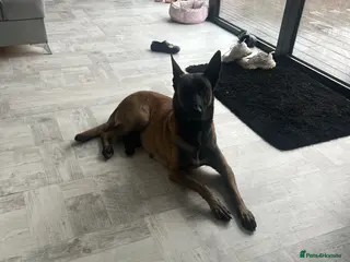 Belgian Shepherd Dog dogs Top quality Malinois puppies protectioning line - Advert 21