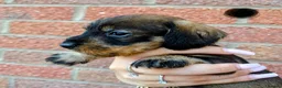 Dachshund dogs for sale: Miniature wire dachshund puppies - Advert 24