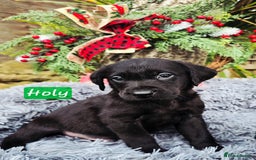 Labrador Retriever dogs for sale: *Beautiful KC, Dna clear labrador retriever pups* - Advert 2