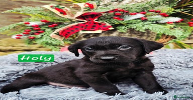 Labrador Retriever dogs *Beautiful KC, Dna clear labrador retriever pups* - Advert 15