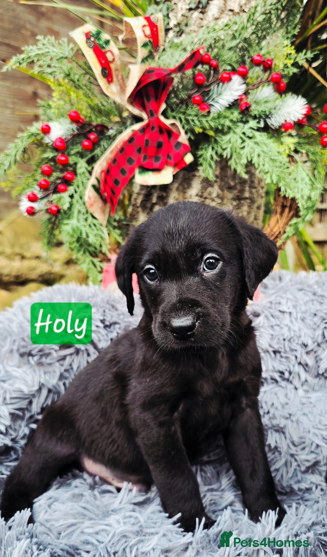 Labrador Retriever dogs for sale: *Beautiful KC, Dna clear labrador retriever pups* - Advert 2