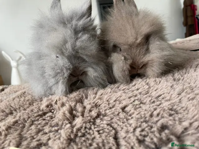 Lionhead rabbits for sale: 🐰 Full Double Main Lionhead 🐰 - Advert 1