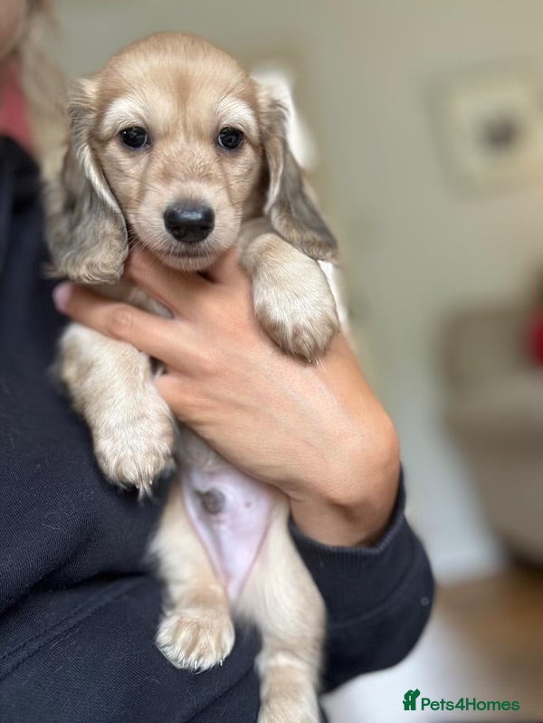 Miniature Dachshund dogs Kc registered mini long haired dachshunds - Advert 10