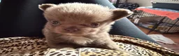 Chihuahua dogs for sale: Tiny stunning Russian Chihuahua’s   - Advert 18