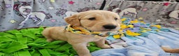 Golden Retriever dogs for sale: Astounding KC Registered Puppies  - Advert 16