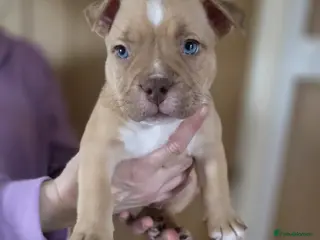 American Bully dogs Pocket bully puppies - Advert 2