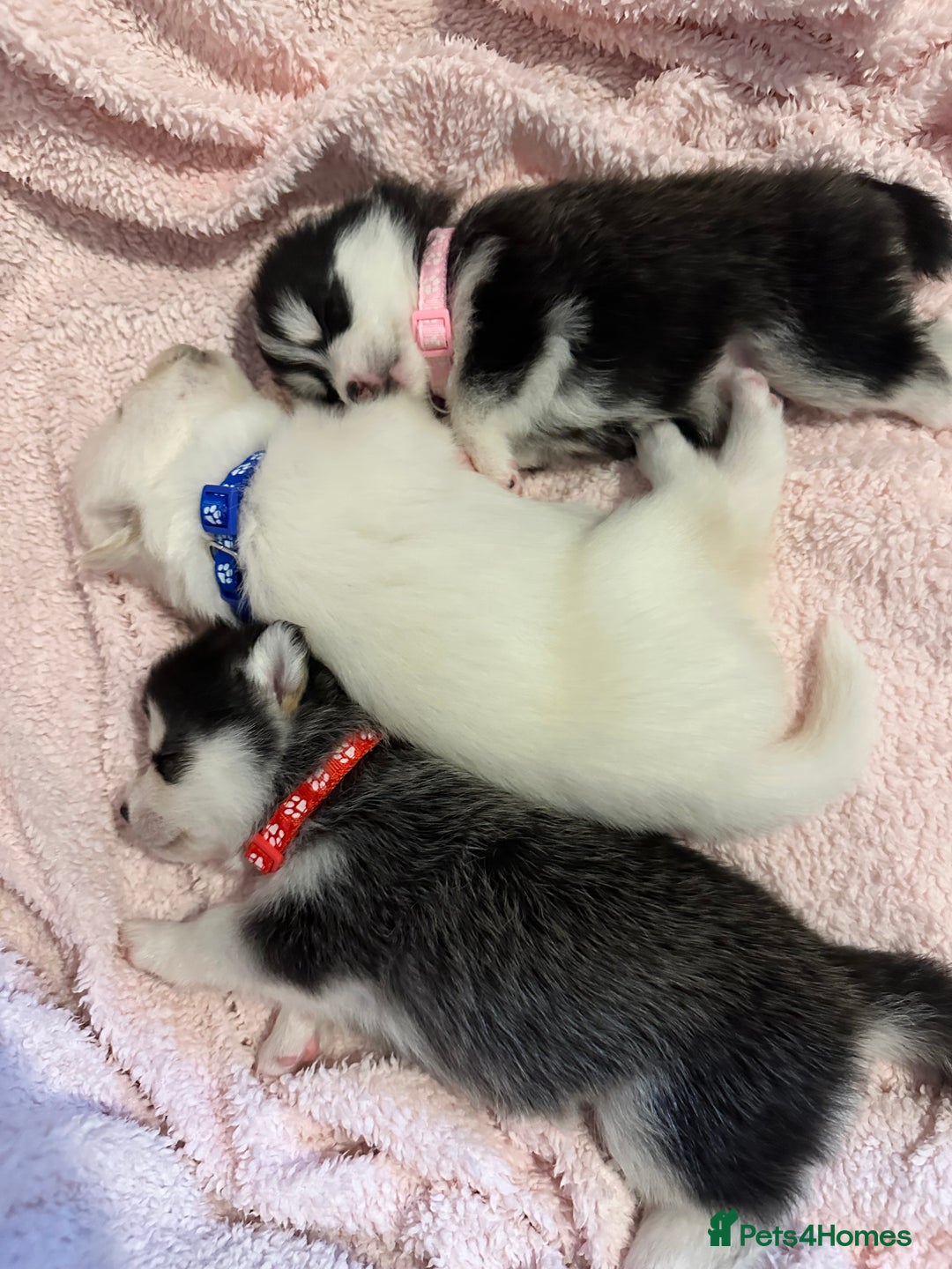 Pomsky dogs for sale: F4 beautiful puppy pomskie blue eyes - Image 17