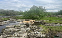 Golden Retriever dogs for stud: STUD - KC Registered - Golden Retriever  in Bishop Auckland - Image 5