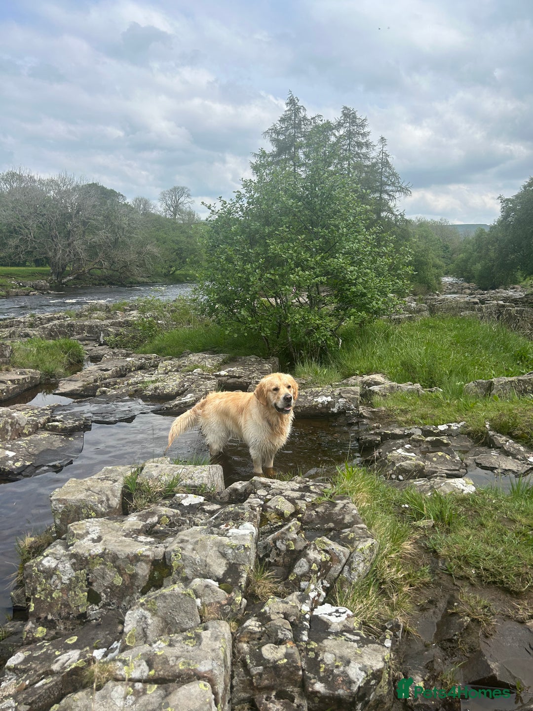 Golden Retriever dogs for stud: STUD - KC Registered - Golden Retriever  in Bishop Auckland - Image 5
