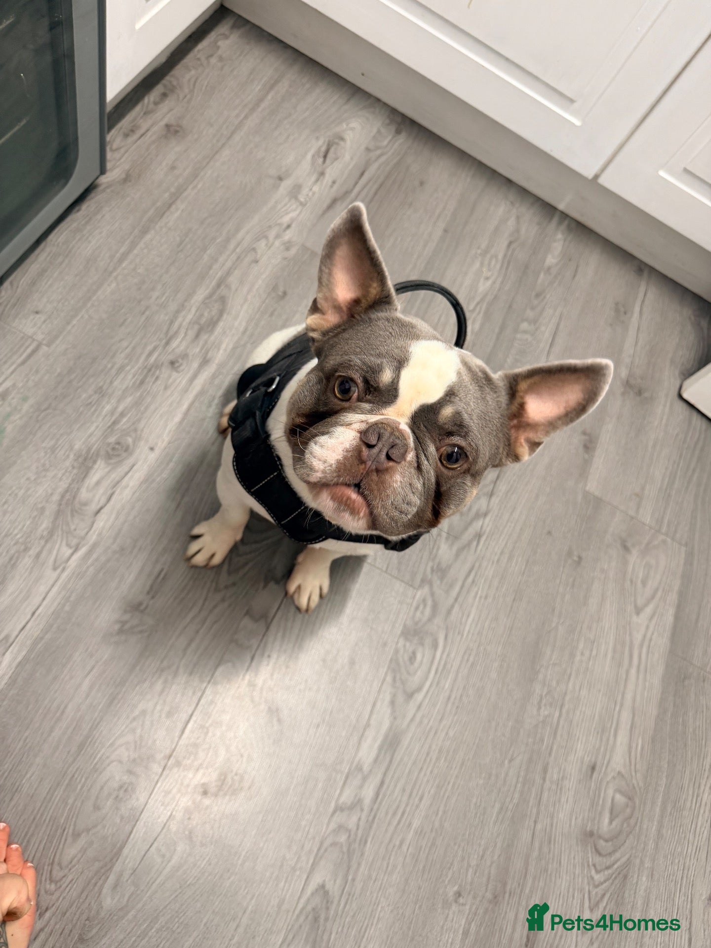 French Bulldog dogs 1 year old Frenchie - Advert 1