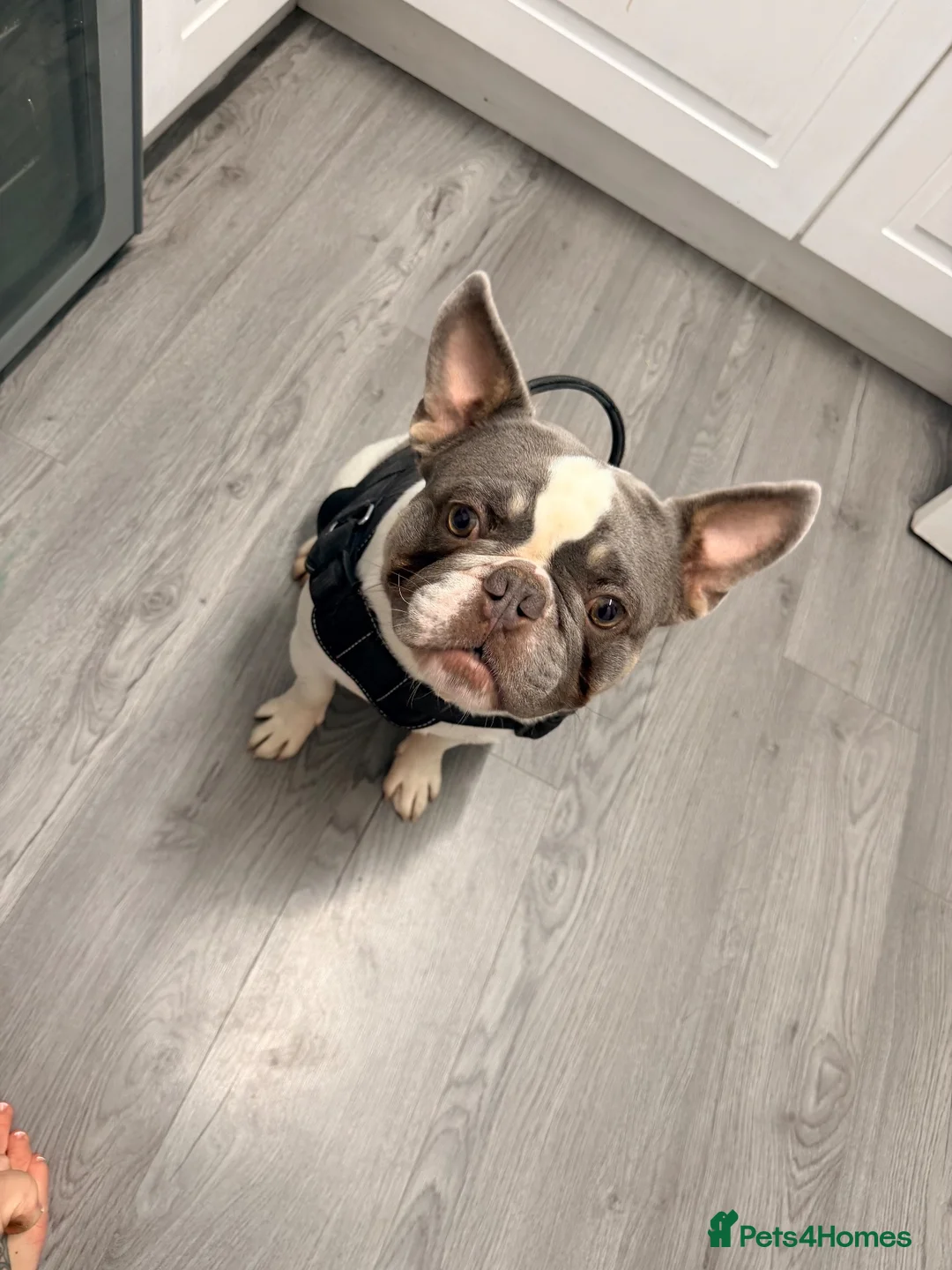 French Bulldog dogs for sale: 1 year old Frenchie in Bracknell - Advert 1