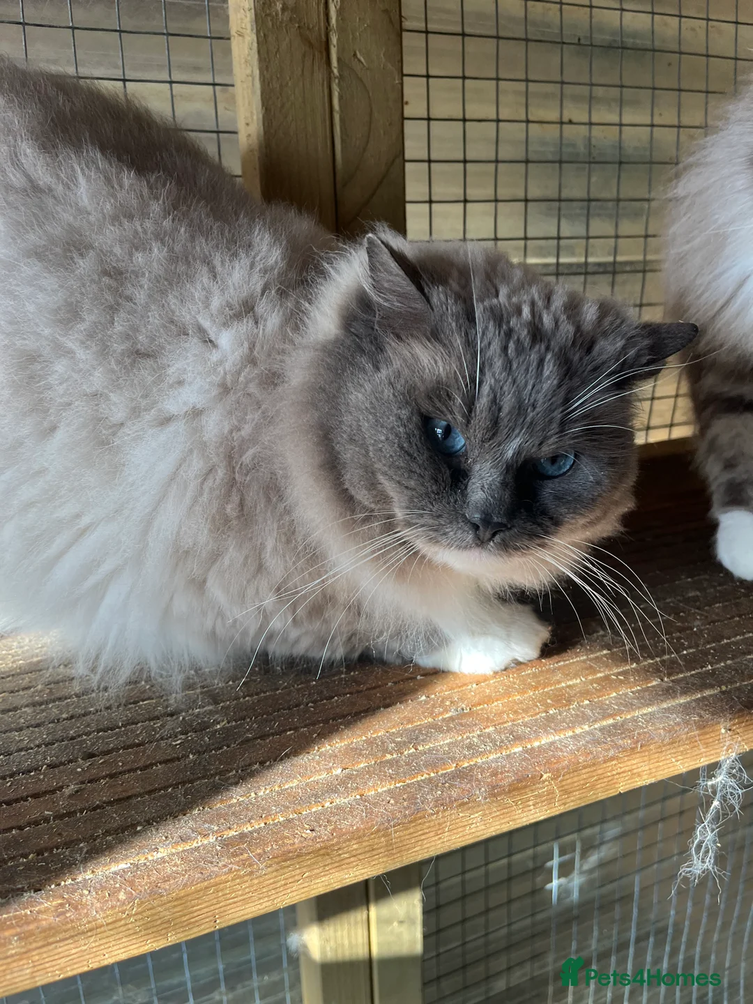 Ragdoll cats for stud: Gccf/Tica male ragdoll for stud  in Ashford - Advert 2
