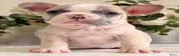 French Bulldog dogs for sale: French bull dog pups in Shotts - Advert 13