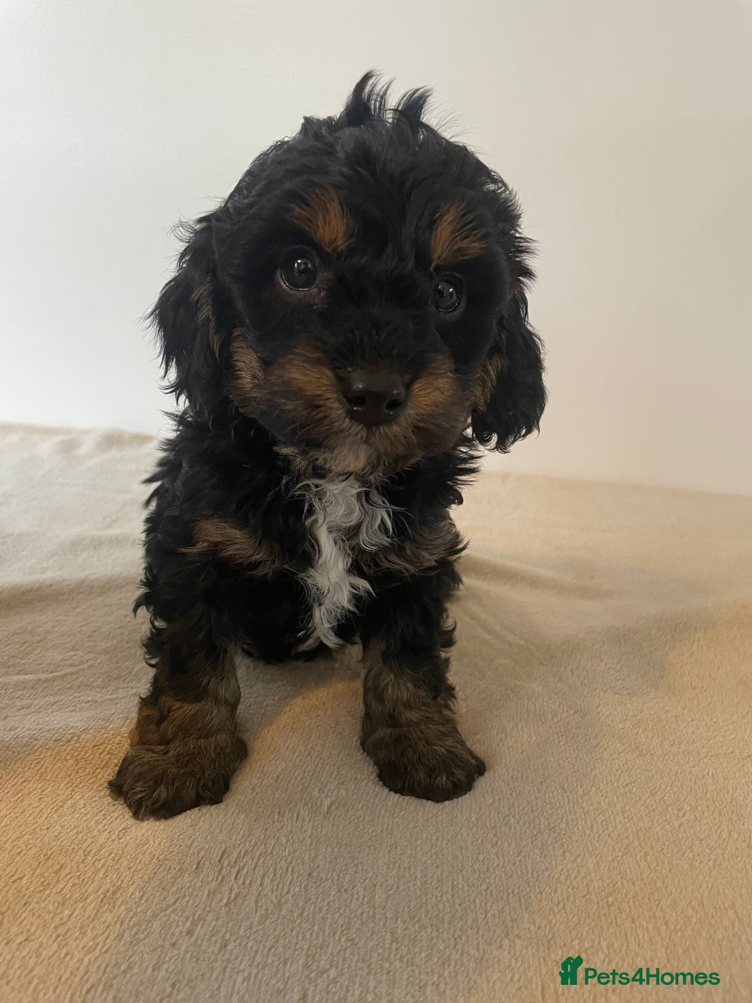 Cavapoo dogs for sale: ⭐ adorable Cavapoo’s ⭐  - Advert 18
