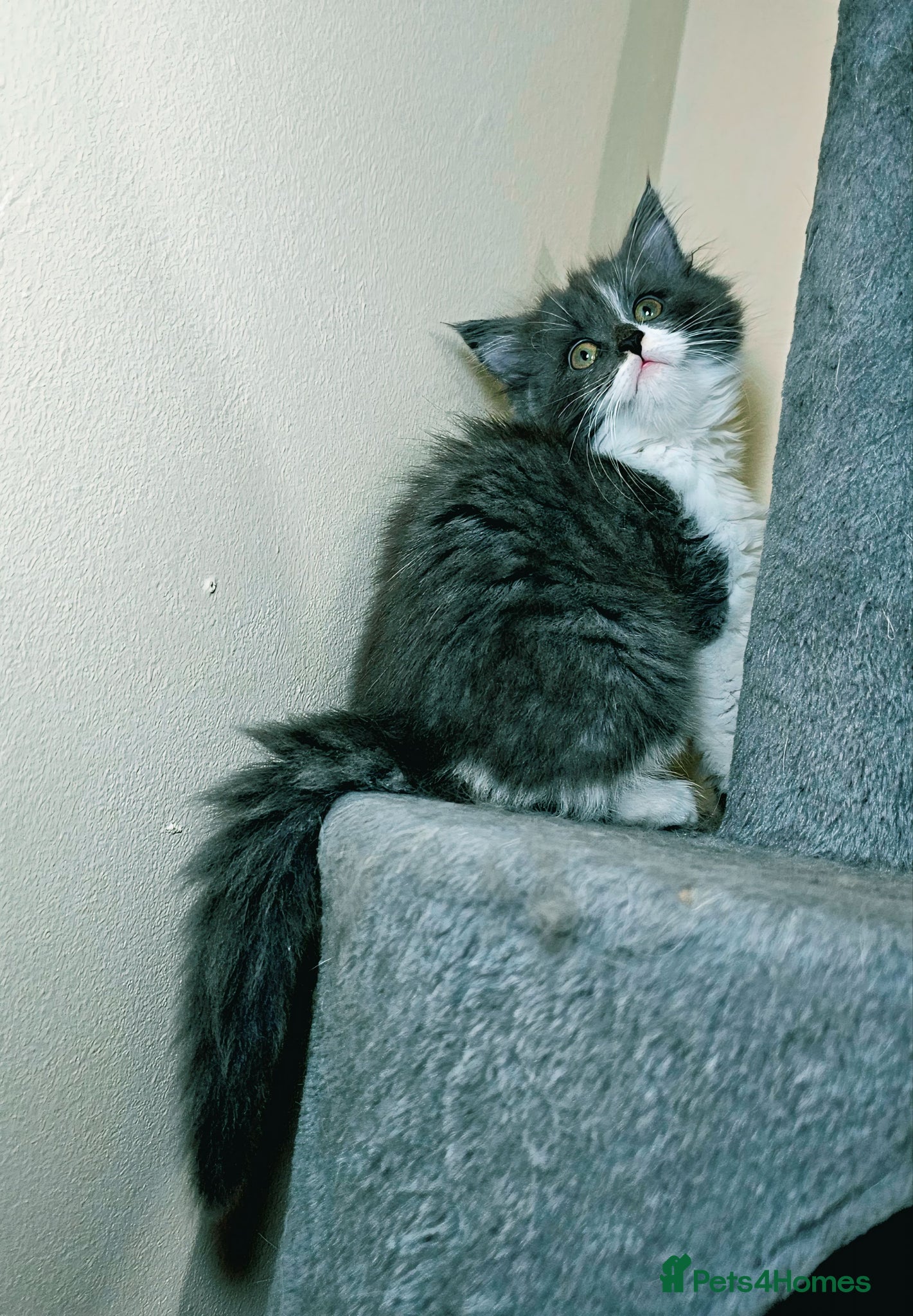 Maine Coon cats Maine Coon  - Advert 1