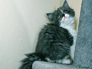 Maine Coon cats Maine Coon - Advert 1
