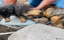 German Shepherd dogs for sale: Geman shepherd puppy  - Image 7