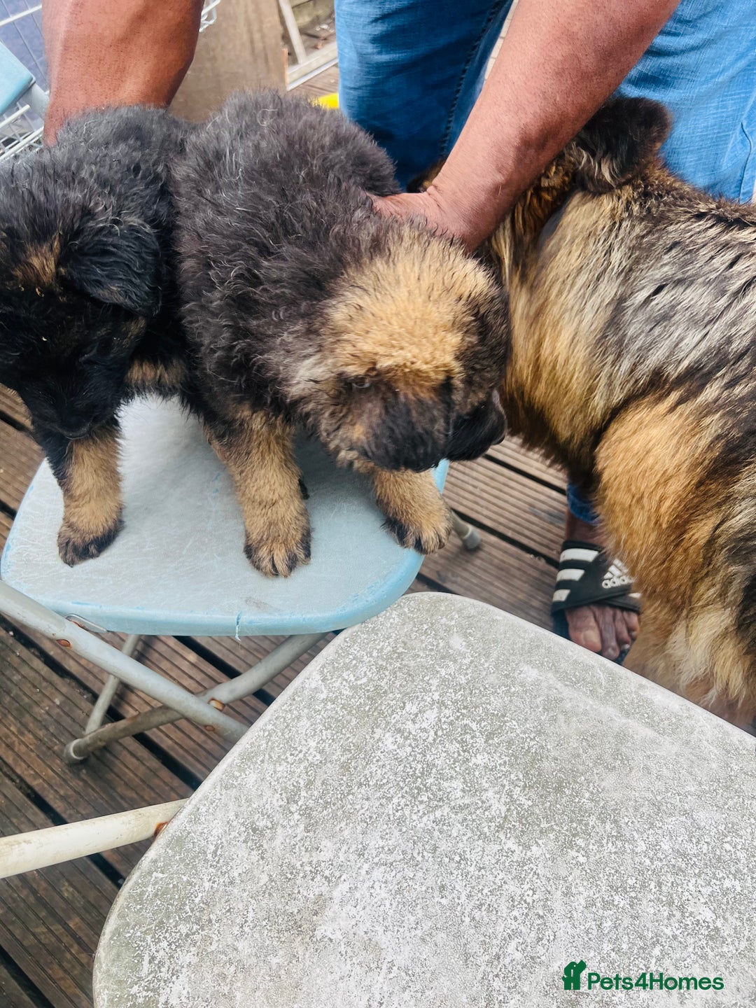German Shepherd dogs for sale: Geman shepherd puppy  - Image 7