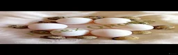 Ducks poultry for sale: 6 fertilized pekin duck eggs for sale in South Ockendon - Advert 6