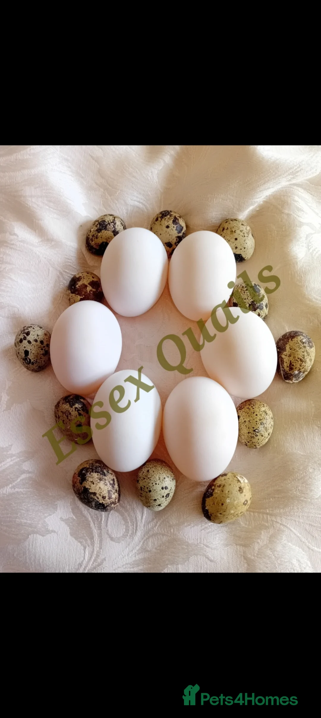 Ducks poultry for sale: 6 fertilized pekin duck eggs for sale in South Ockendon - Advert 6