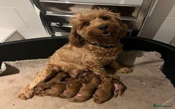 Cavapoo dogs for sale: Extensively Health Tested Red Cavapoo Puppies - Image 6