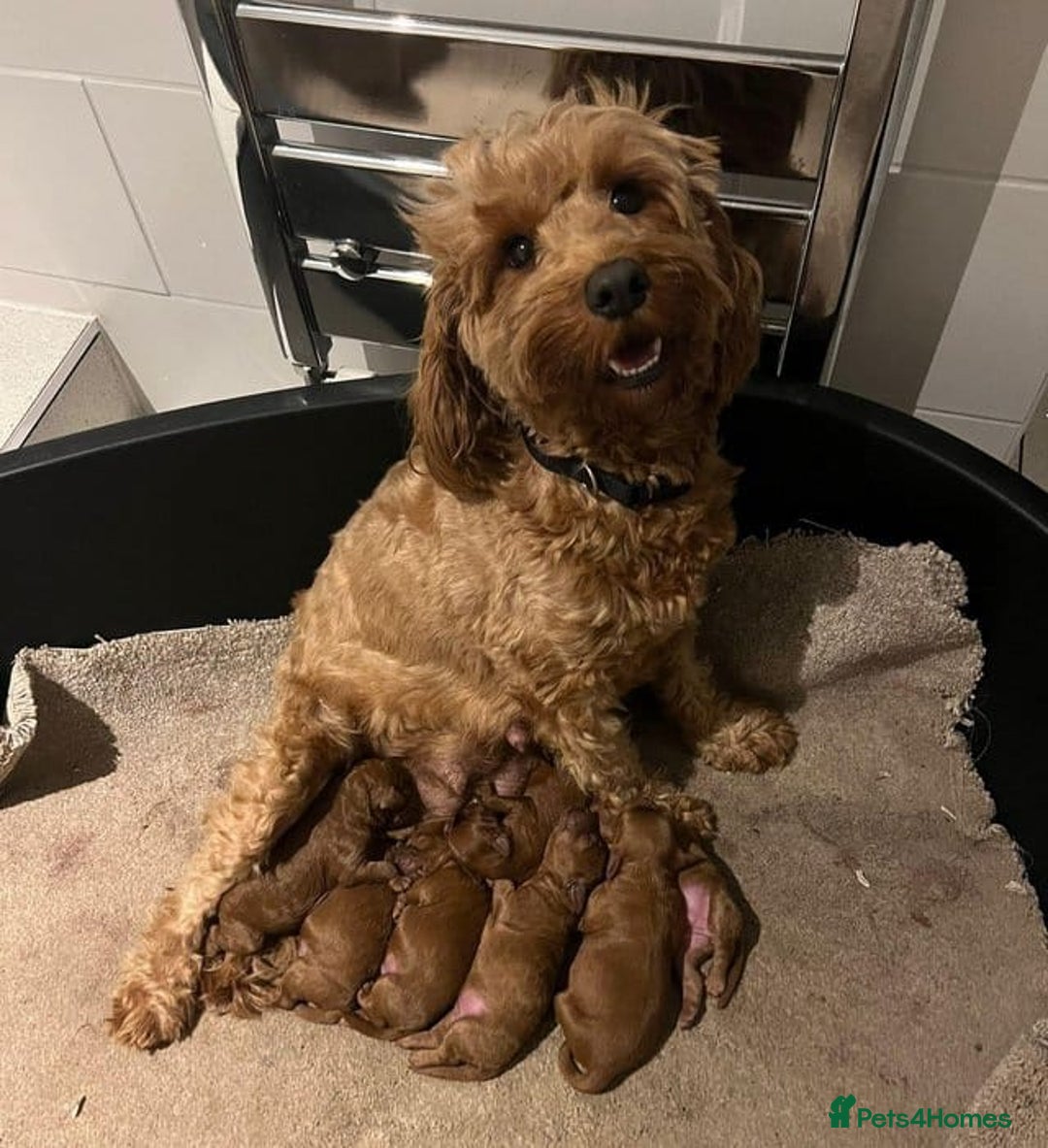 Cavapoo dogs for sale: Extensively Health Tested Red Cavapoo Puppies - Image 6