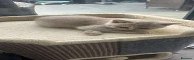 British Shorthair 2