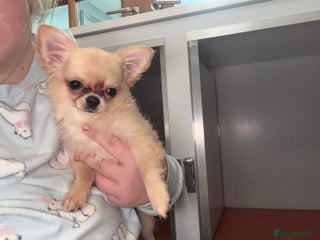 Chihuahua dogs Tiny stunning, long coat girl - Advert 7