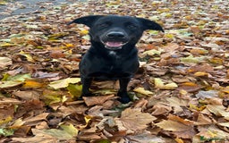 Mixed Breed dogs for sale: Beautiful whippet cross labrador(collie) puppies  - Image 6