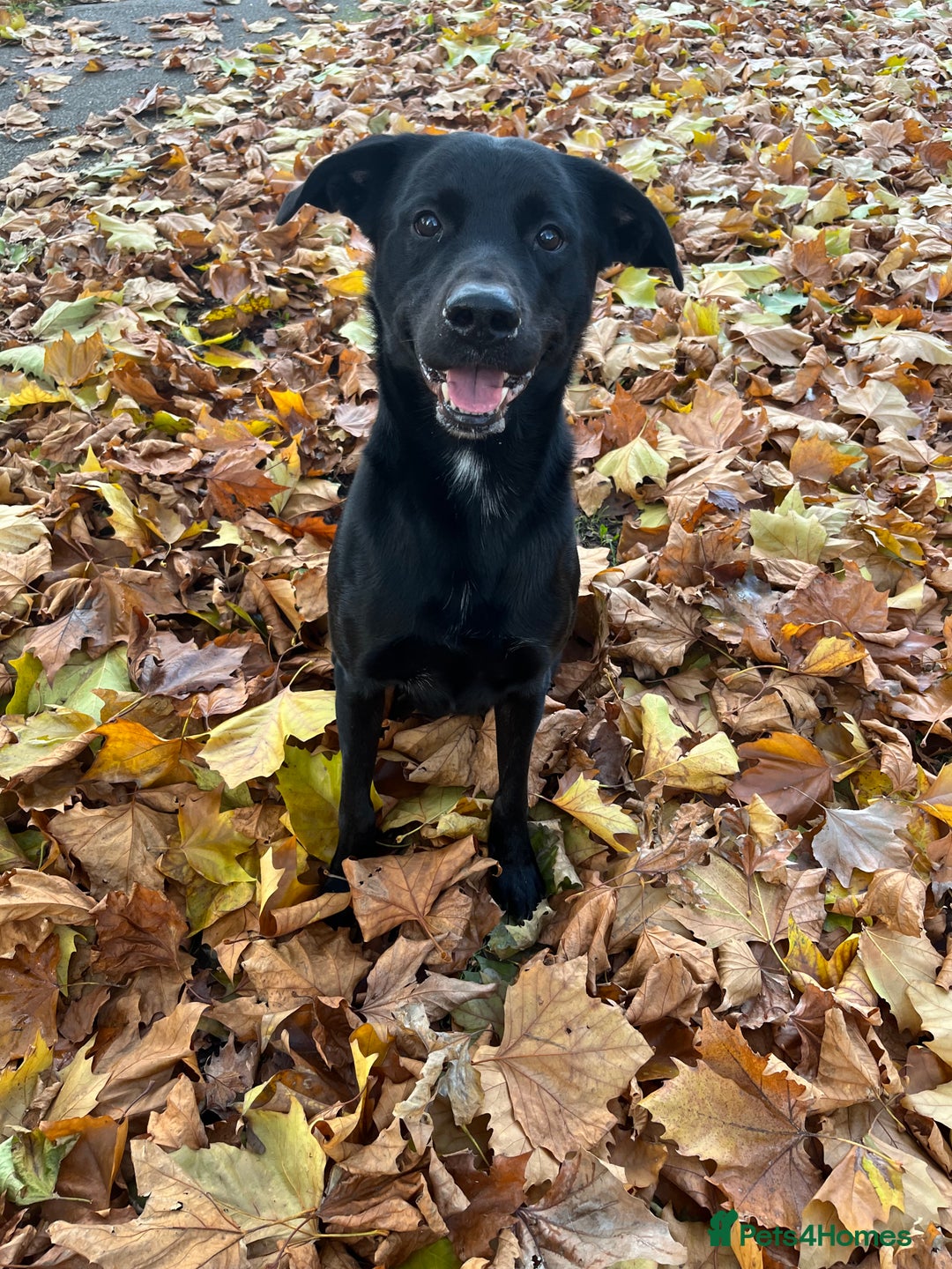Mixed Breed dogs for sale: Beautiful whippet cross labrador(collie) puppies  - Image 6