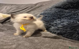 Ragdoll cats for sale: Last 2 female ragdoll kittens for sale - Image 4