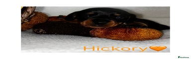 Hickory 