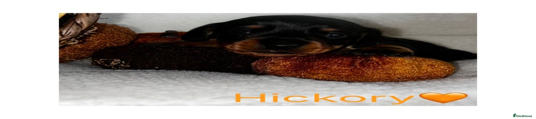 Hickory 