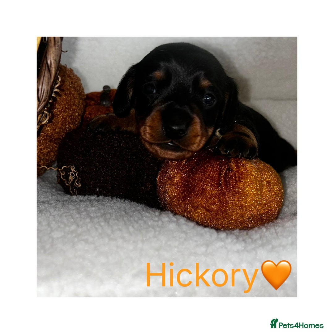Miniature Dachshund dogs for sale: Miniature Smooth Dachshund Puppies  - Image 6