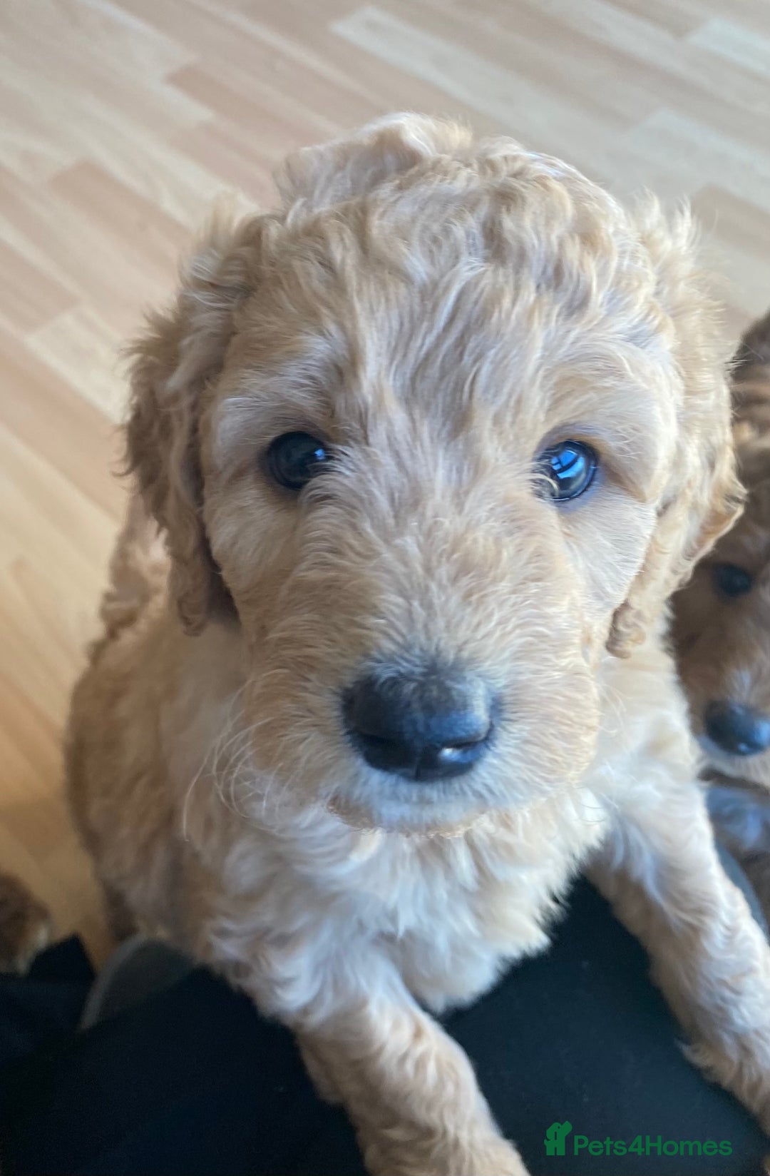 Labradoodle dogs for sale: Beautiful F3b Labradoodle Puppies - Image 36
