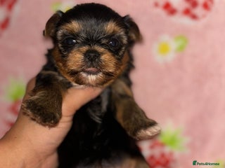 Yorkshire Terrier dogs Beautiful pure Yorkshire terriers puppy’s - Advert 9