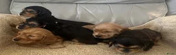 Cocker Spaniel dogs for sale: Show cocker spaniel puppies  - Advert 7