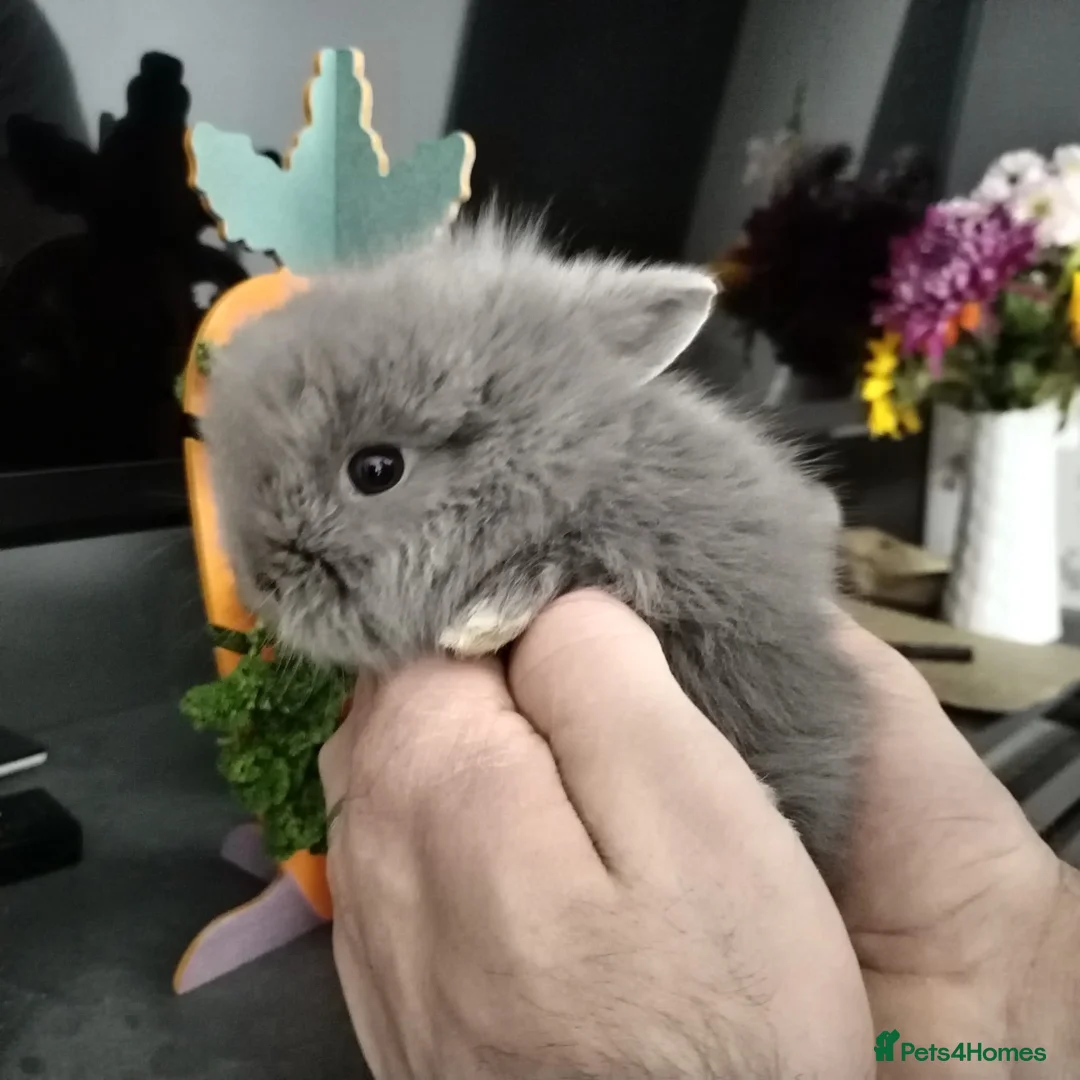 Lionhead rabbits for sale: Pure Breed Double Mained Lionhead Bunnies  - Advert 1